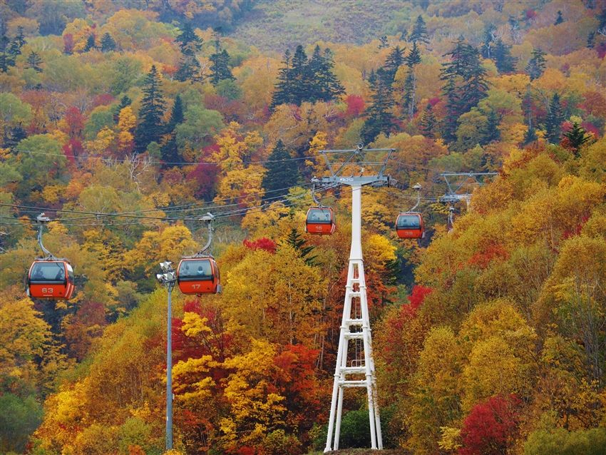 【北海道賞楓2日遊】層雲峽紅葉×黑岳纜車×旭山動物園×美瑛青池｜美瑛質感住宿・三餐含｜札幌出發