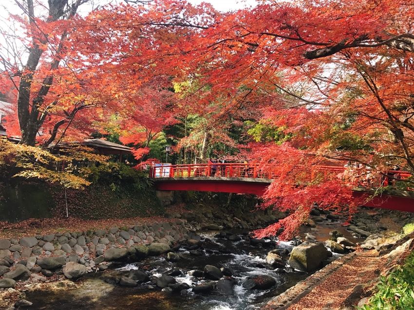 【伊豆賞楓一日遊】修善寺紅葉秘境×虹之鄉庭園賞楓×季節採果｜東京出發